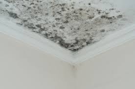 mold damage