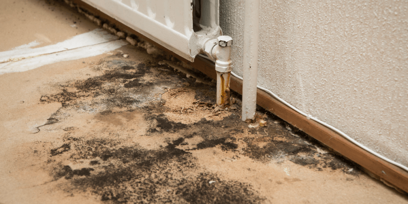 mold restoration