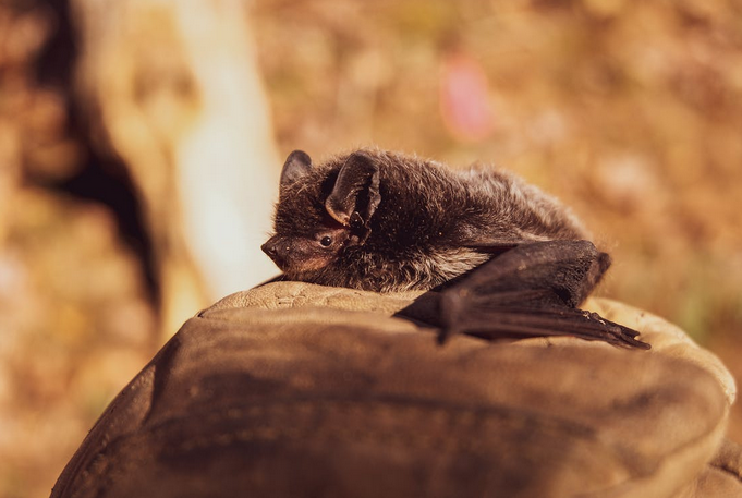 bat